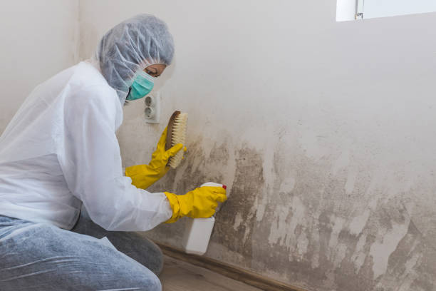 Best Black Mold Remediation in De Pere, WI