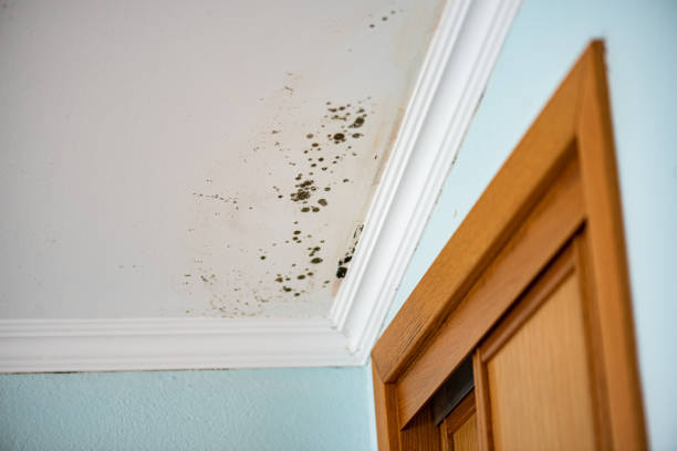 Best Localized Mold Remediation (e.g., coastal areas, humid climates) in De Pere, WI