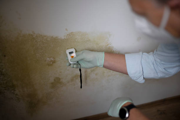 Best Attic Mold Remediation in De Pere, WI
