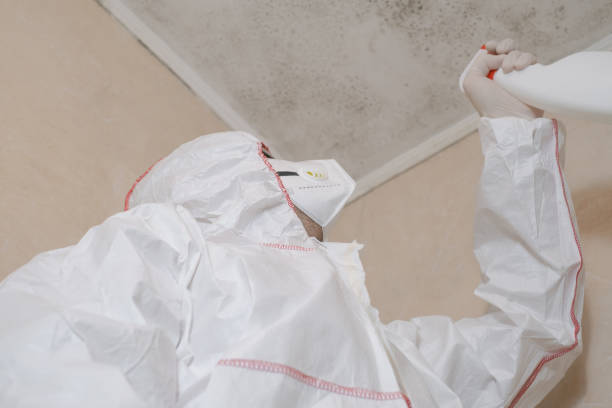 Best White Mold Remediation in De Pere, WI