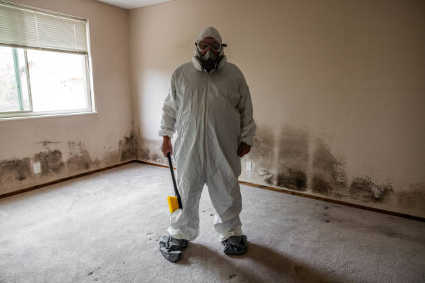 Best Health and Safety Mold Remediation in De Pere, WI