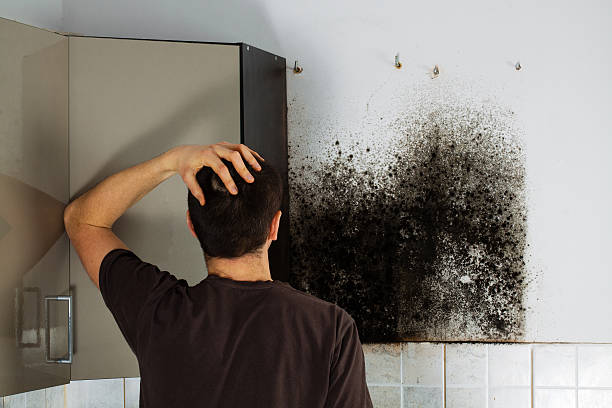 Best Post-Flood Mold Remediation in De Pere, WI