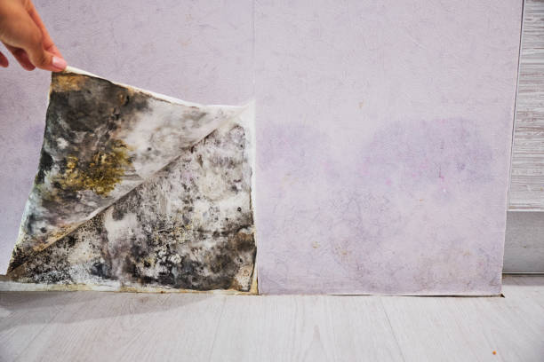 Best Residential Mold Remediation in De Pere, WI